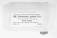 Phyllactinia guttata image